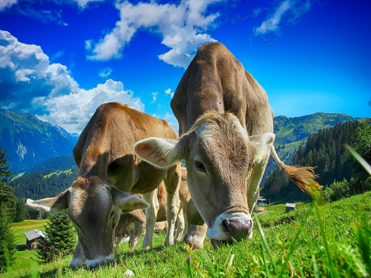 Landwirtschaftliche Kreditkasse des Kantons Luzern